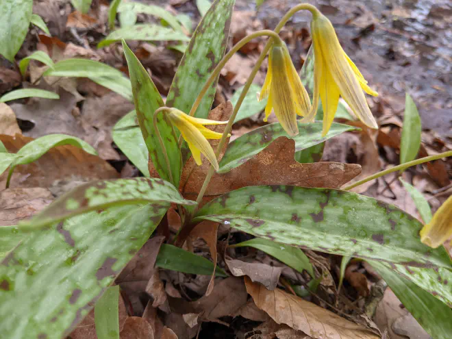 Trout lily in bloom. Image copyright Katie Bagnall-Newman, used here with permission.