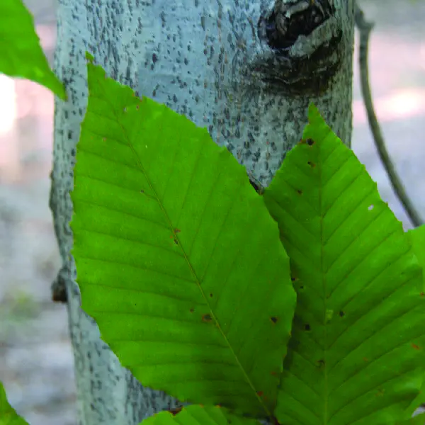 Fagus grandifolia