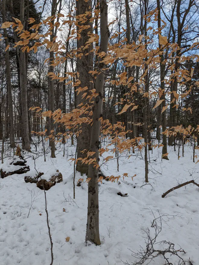 American Beech