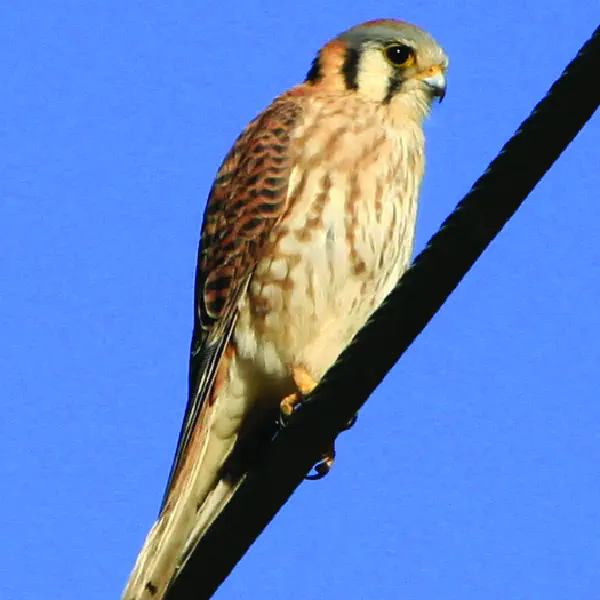 Falco sparverius