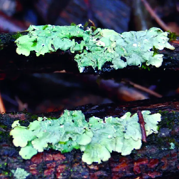 Flavoparmelia caperata