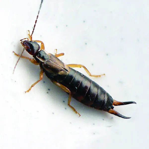 Forficula auricularia