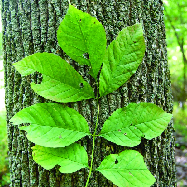 Fraxinus americana · Earth@Home: Biodiversity