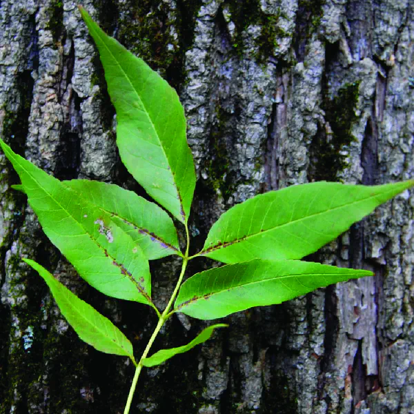 Fraxinus pennsylvanica