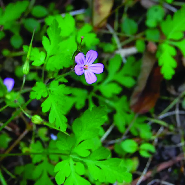 Geranium robertianum