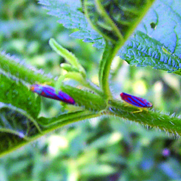 Graphocephala coccinea