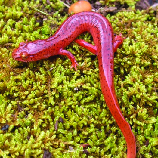 Gyrinophilus porphyriticius · EarthHome Biodiversity