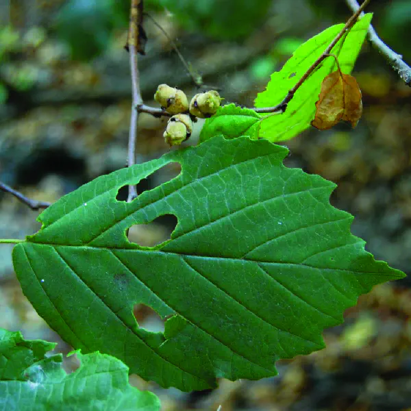 Hamamelis virginiana