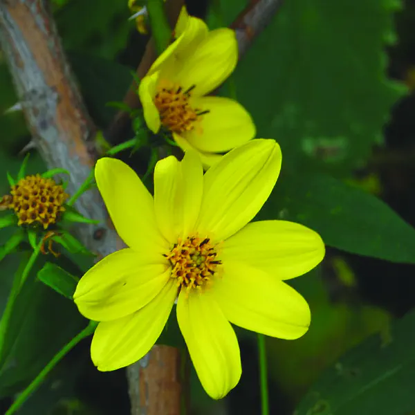 Helianthus tuberosus