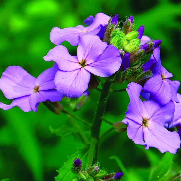 Hesperis matronalis