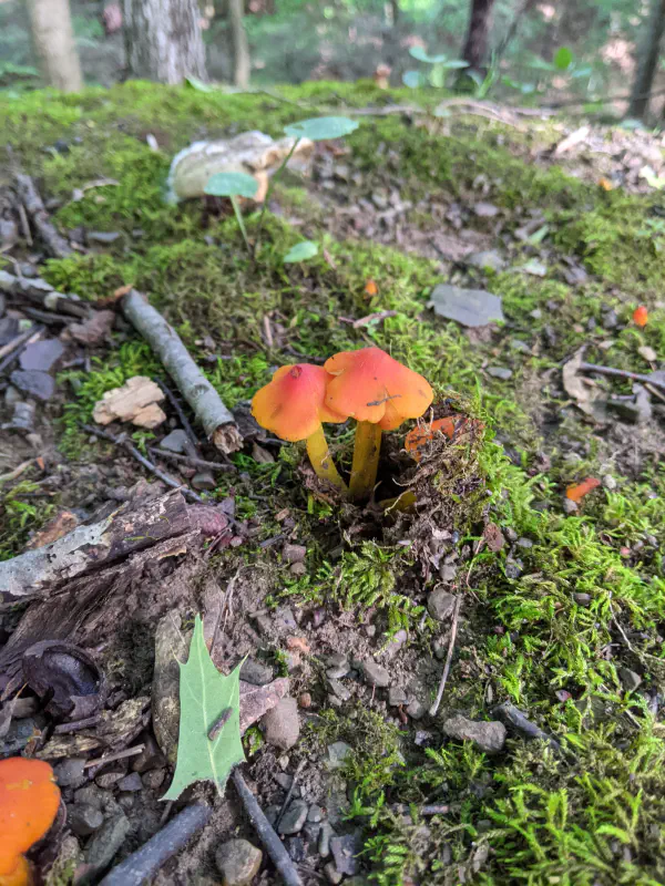 Hygrocybe conica