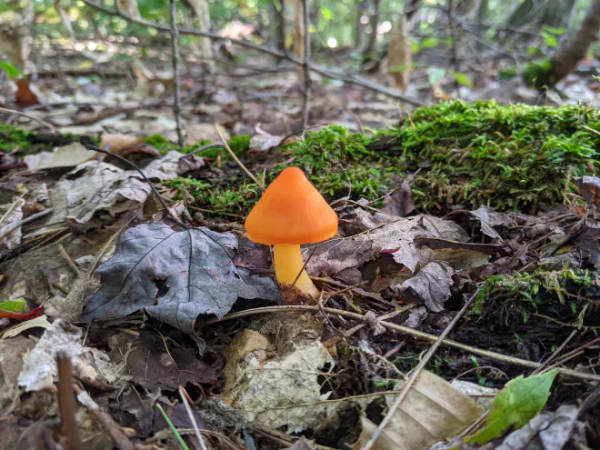 Witch&rsquo;s Hat. Image copyright Katie Bagnall-Newman, used here with permission.