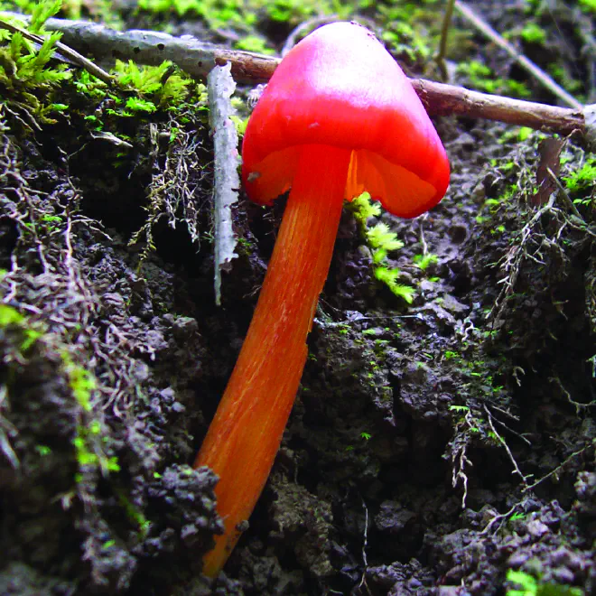 Witch&rsquo;s Hat. Photo by James Dake