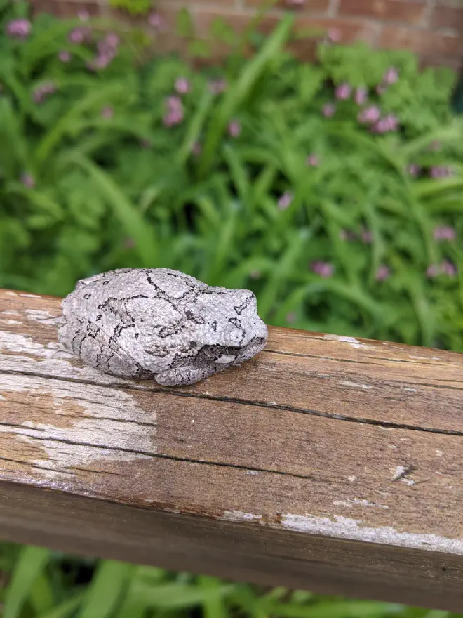 Gray treefrog observed at Cayuga Nature Center by Katie Bagnall-Newman