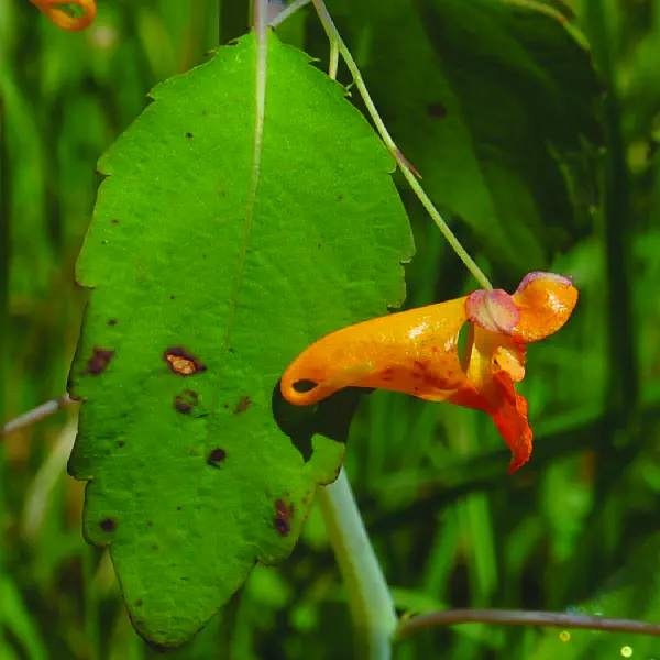 Impatiens capensis