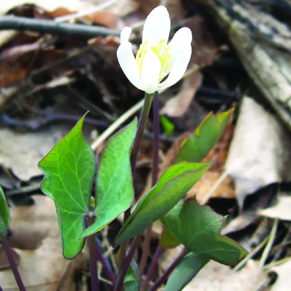 Jeffersonia diphylla