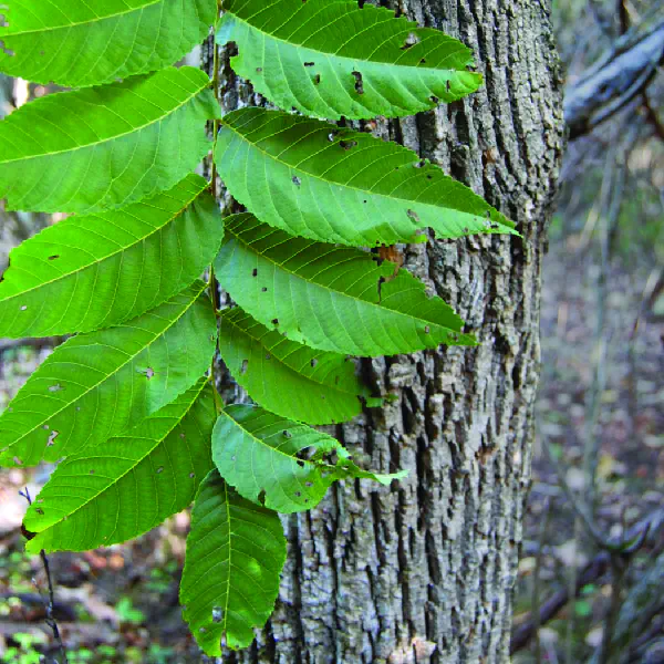 Juglans nigra