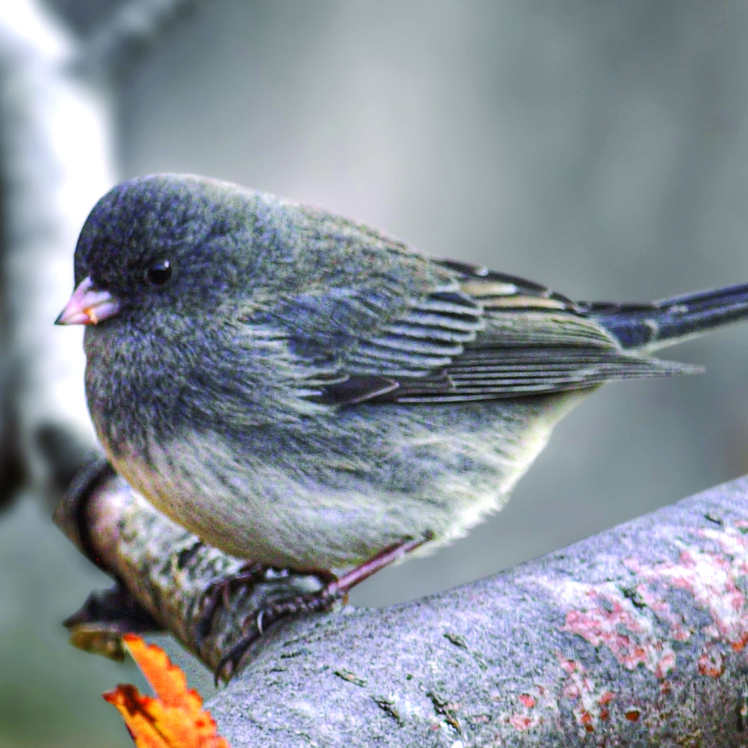 Junco hyemalis · Earth@Home: Biodiversity