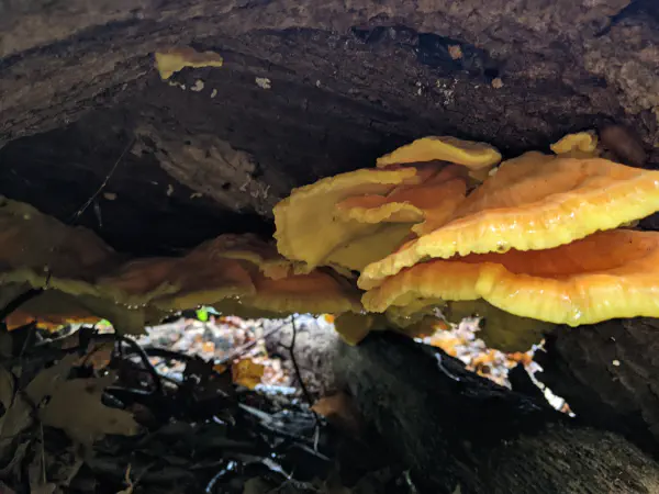 Laetiporus sulphureus