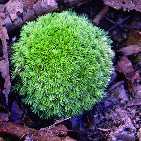 Leucobryum glaucum