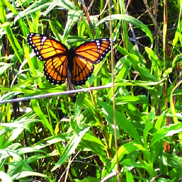 Limenitis archippus