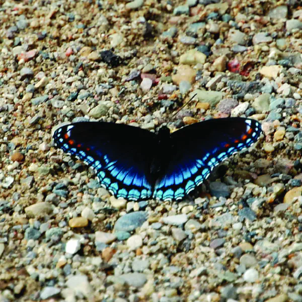 Limenitis arthemis astyanax