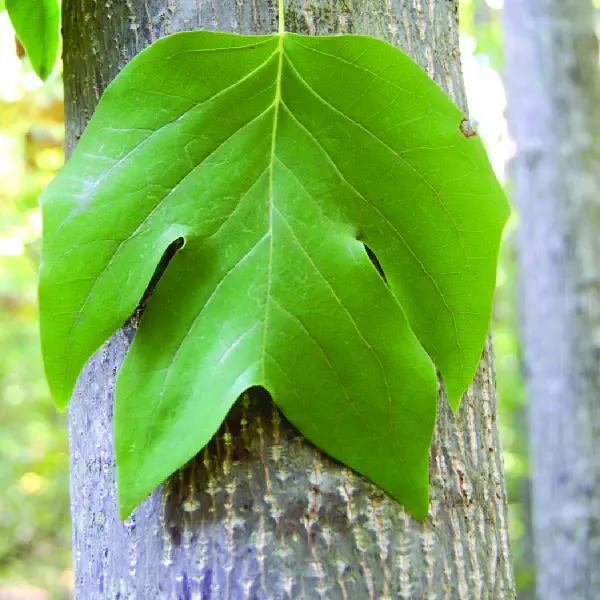 Liriodendron tulipifera