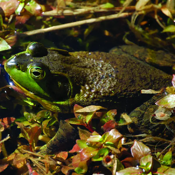 Lithobates catesbeianus