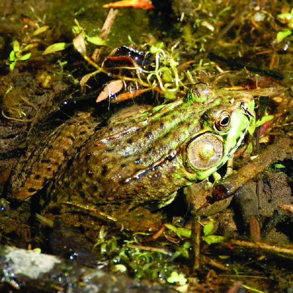 Lithobates clamitans