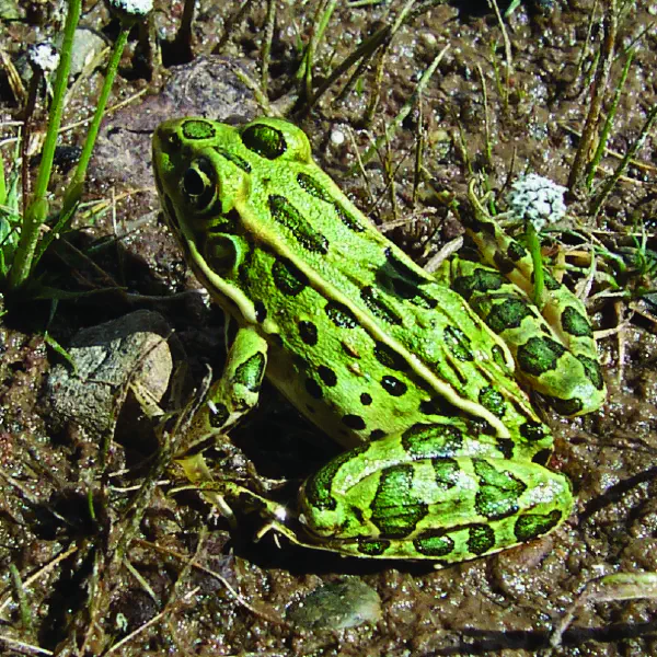 Lithobates pipiens · Earth@Home: Biodiversity