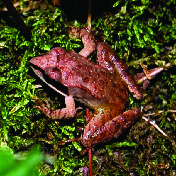 Lithobates sylvaticus