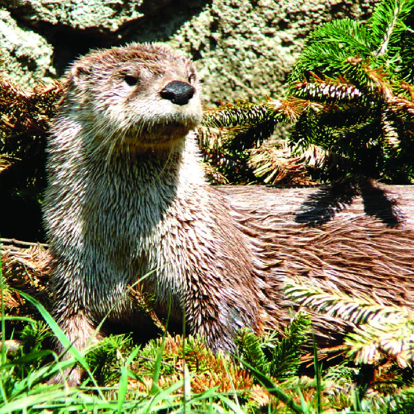 Lontra canadensis