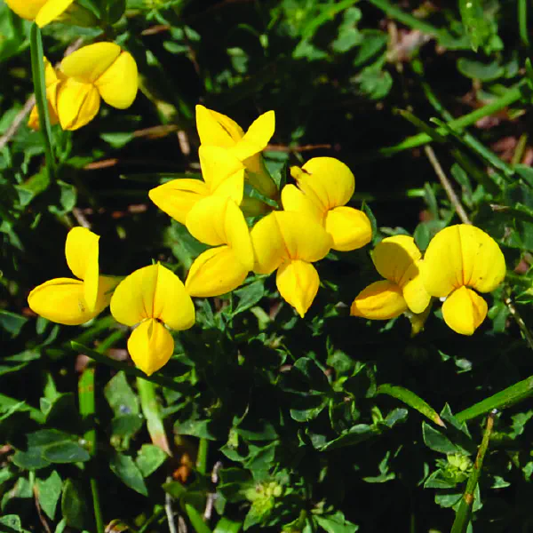 Lotus corniculatus