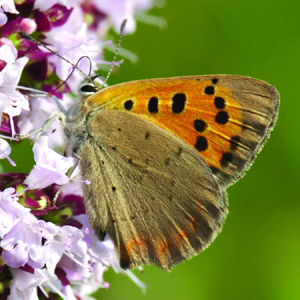 Lycaena phlaeas