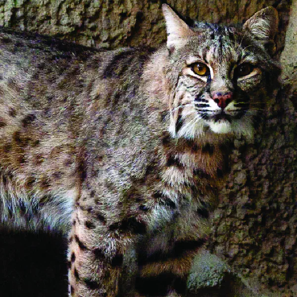 Lynx rufus · Earth@Home: Biodiversity