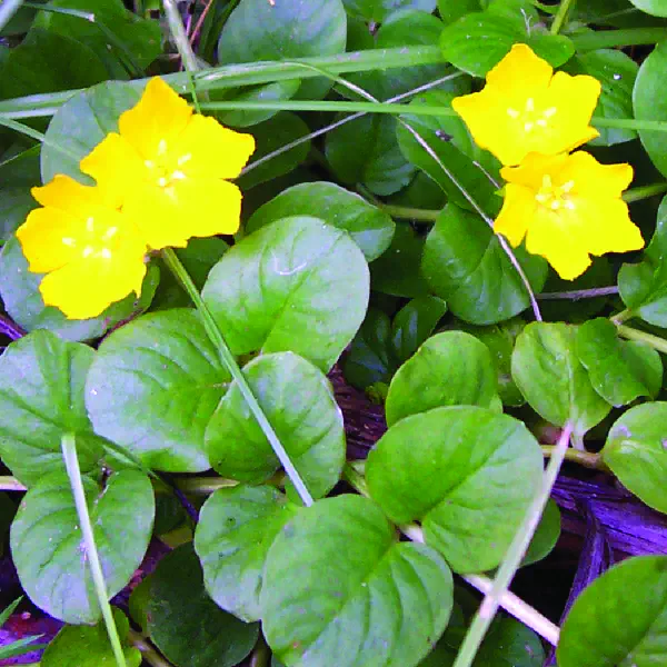 Lysimachia nummularia