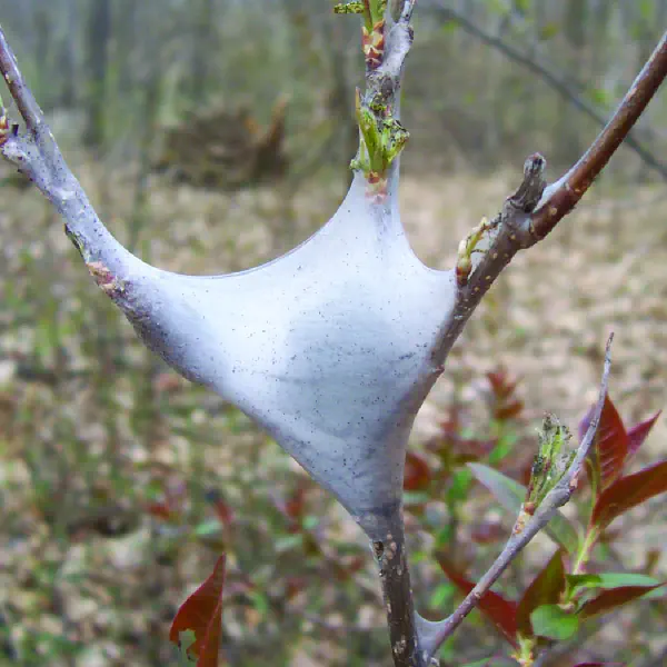 Malacosoma americanum