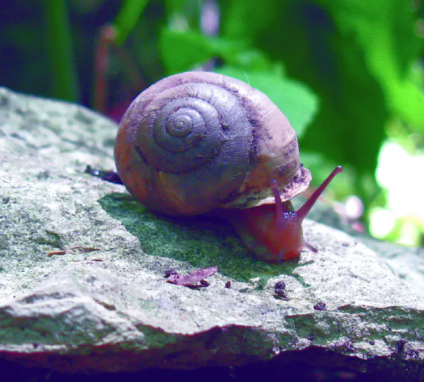 Mesodon zaletus