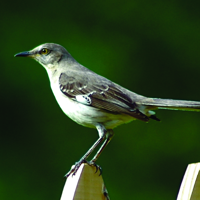 Mimus polyglottos · Earth@Home: Biodiversity