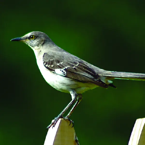 Mimus polyglottos