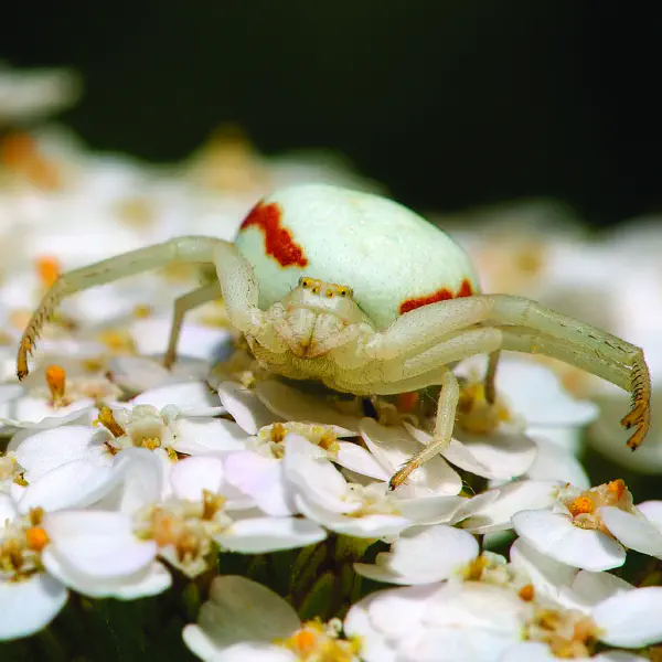 Misumena vatia