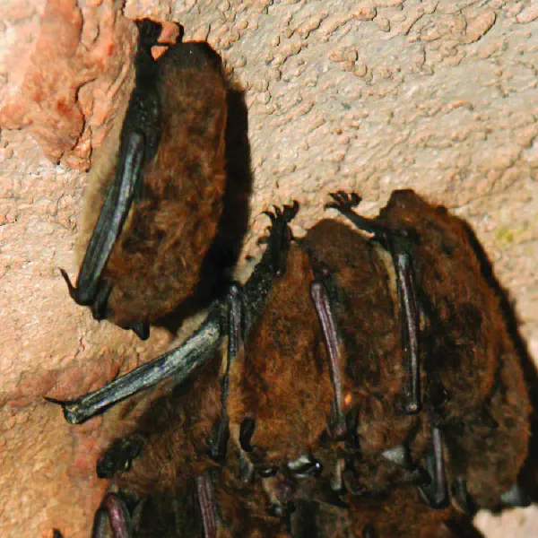 Myotis lucifugus