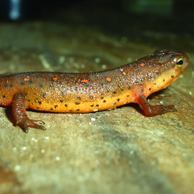 Eastern Newt