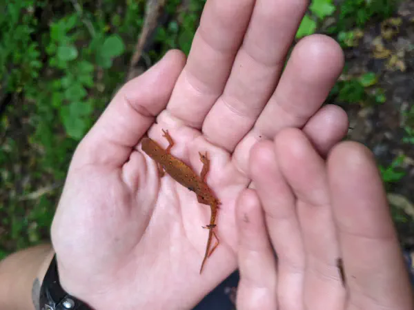 Notophthalmus viridescens