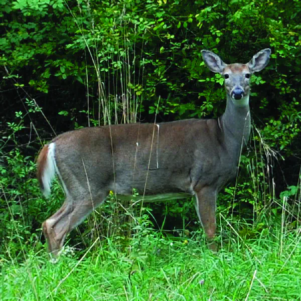 Odocoileus virginianus