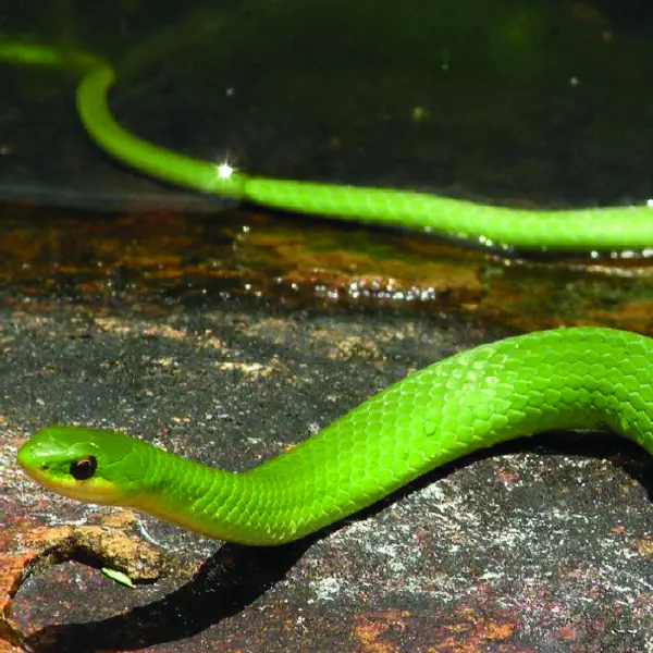 Smooth Green Snake (Opheodrys vernalis) - Reptiles and Amphibians
