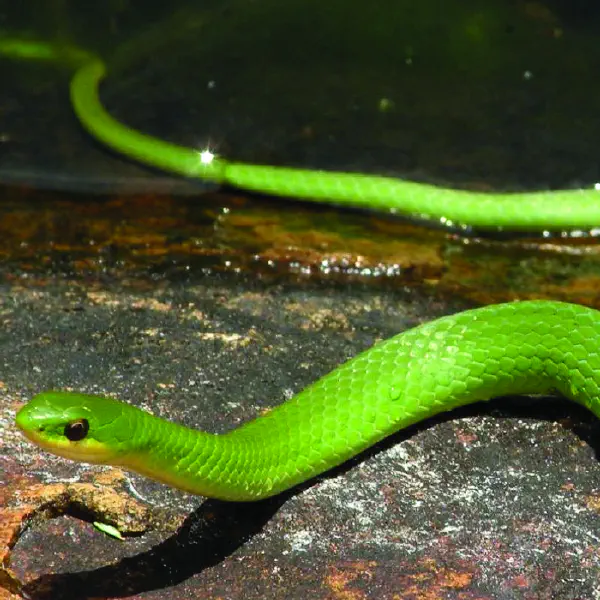 HOW TO IDENTIFY GREEN SNAKES - STEP BY STEP 