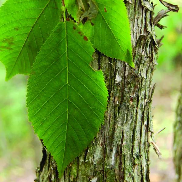 Ostrya virginiana