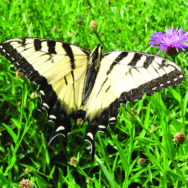 Papilio glaucus