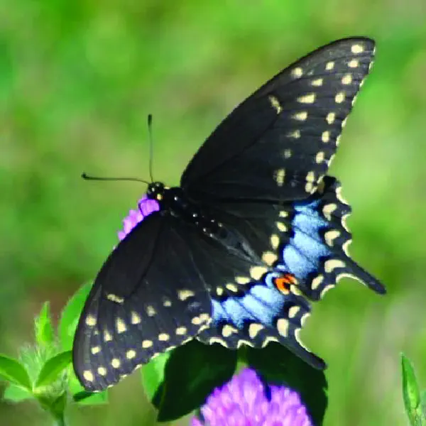 Papilio polyxenes